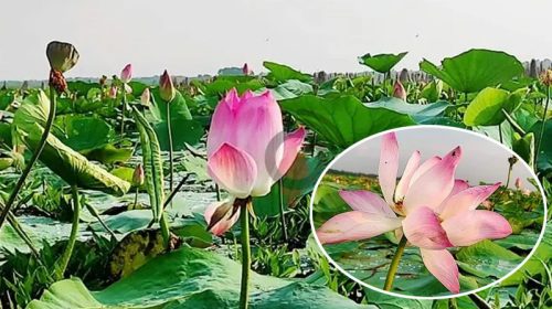 এক বিকেলে চাঁপাদার 'পদ্ম বিলে'
