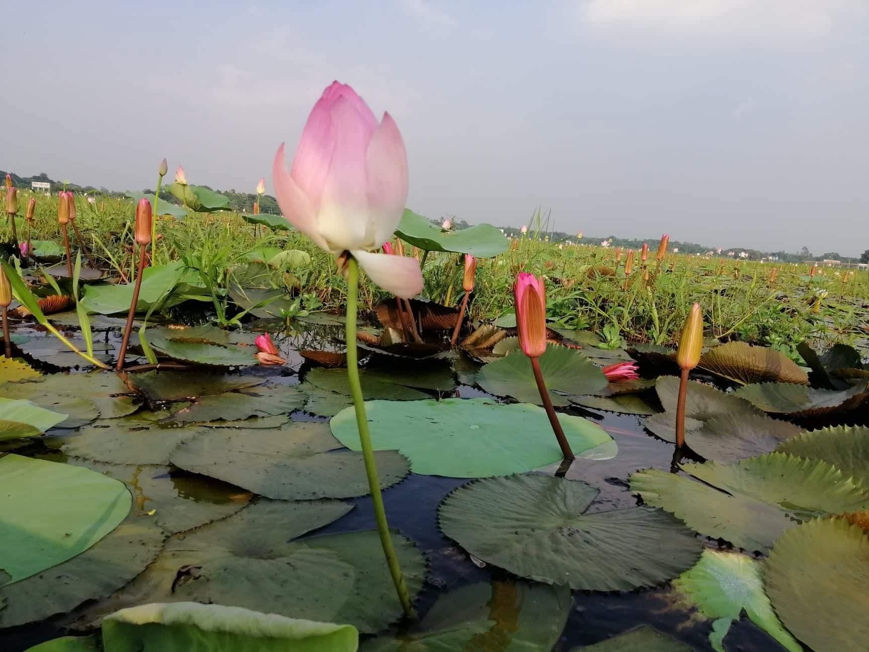 Padma Beel in Rupganj is a meeting place of beauty - Google Maps contribution stories - Local Guides Connect